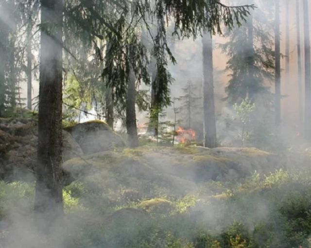 Глава Карелии рассказал президенту РФ о ликвидации лесных пожаров в республике