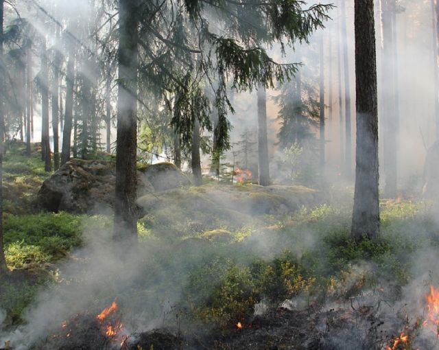 В Сыктывкаре ищут добровольцев для тушения пожаров