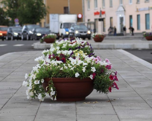 Центр Пскова украсили вазонами с цветами