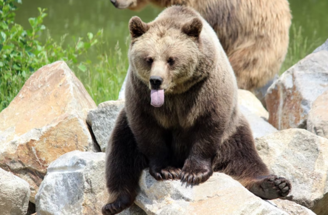 Жителям Мурманской области сообщили о возможных встречах с бродячими медведями