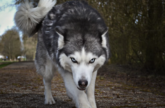 Волк утащил и загрыз трёх собак в Зареченске и Ковдозере