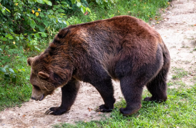Медведь прогнал рыбаков из лагеря в Мурманской области
