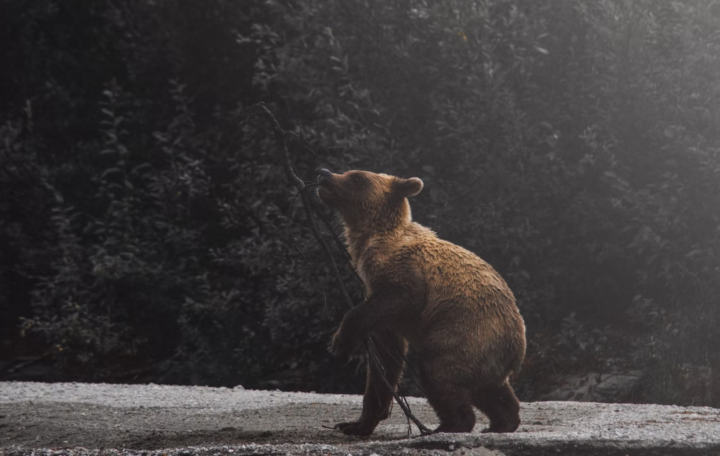 Медведь забрёл на окраину Апатитов