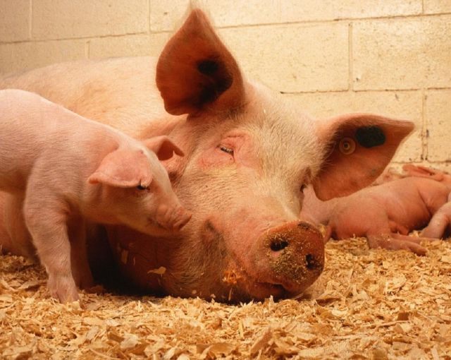 Власти Псковской области ввели карантин по чуме свиней в трех районах