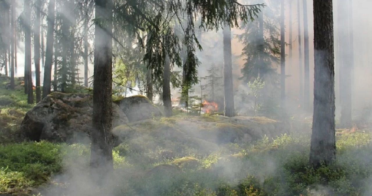 Площадь полыхающих лесов в Карелии превысила 6,8 тыс. гектаров