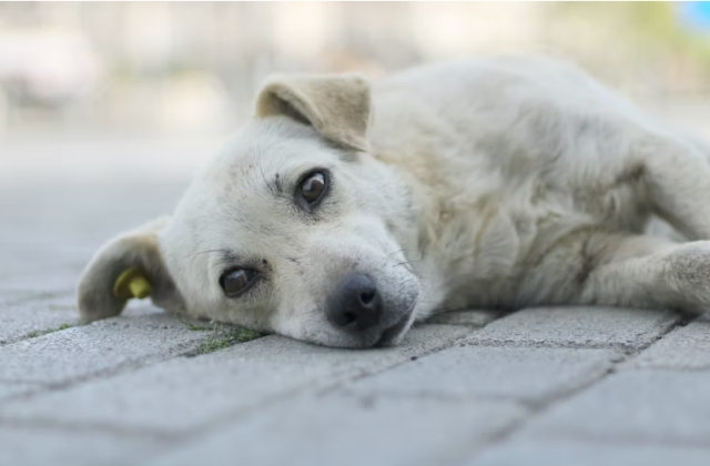 Штраф за кормление бездомных животных в Мурманской области не введут