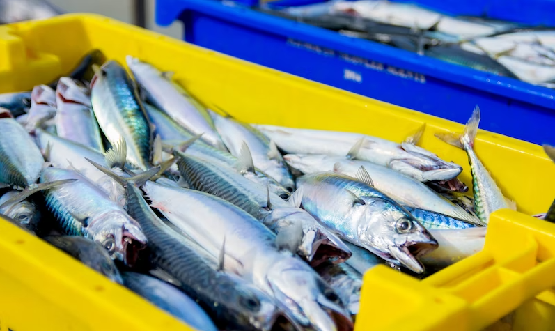 Рыбфабрики в Мурманске испытывают проблемы с загрузкой из-за нехватки сырья