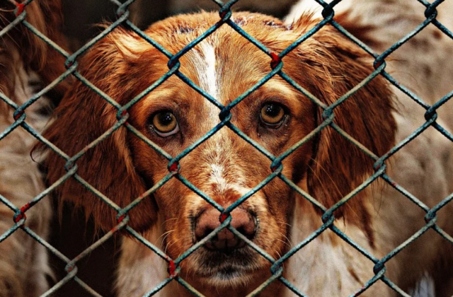 Хозяйка калининградского приюта для собак после отключения тепла и воды попала в реанимацию