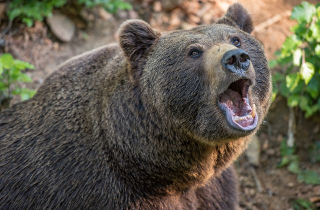 Правила поведения при встрече с бурыми медведями напомнили жителям Мурманской области