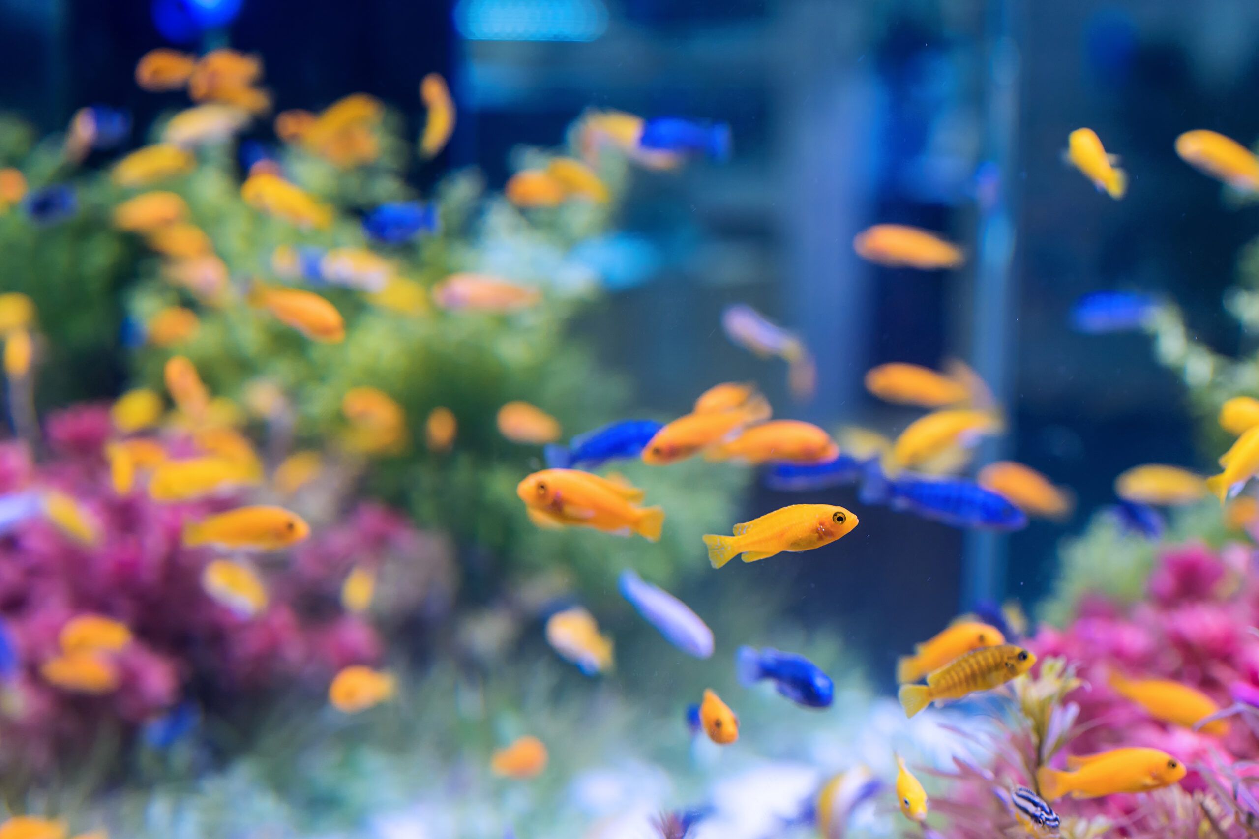 Администрация Красносельского района покупает аквариум и рыбок за счет бюджета Петербурга