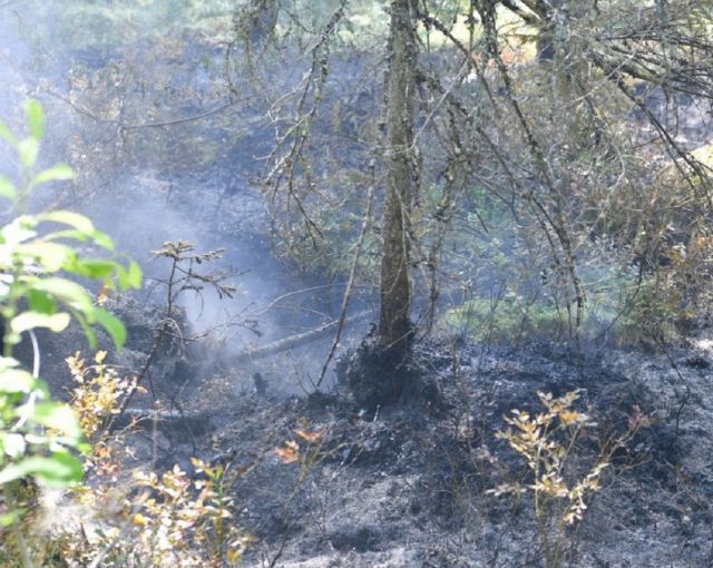 Число действующих лесных пожаров в Карелии сократилось до шести