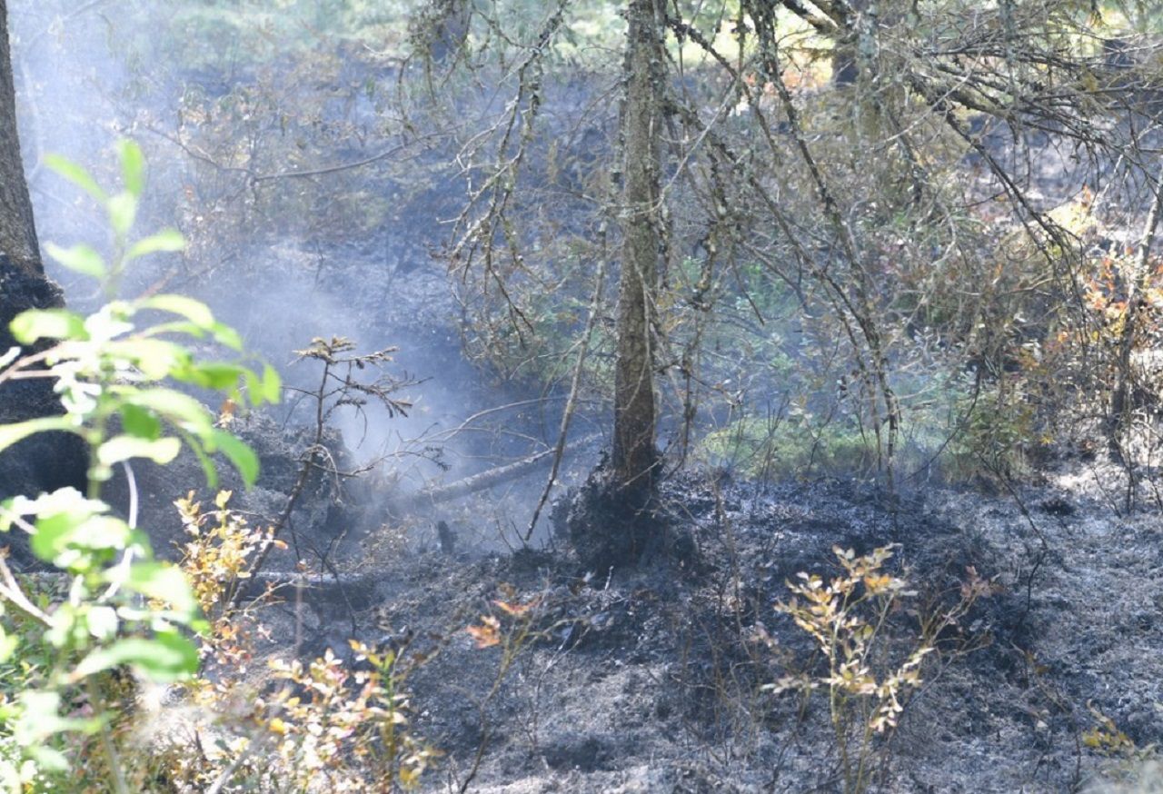 Площадь лесных пожаров в Карелии превысила 11 тыс. га