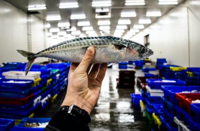 Производители рыбных консервов из Калининграда просят господдержки
