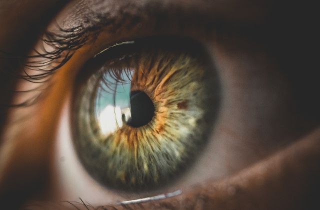 Немецкие биологи вырастили из стволовых клеток примитивный аналог глаза