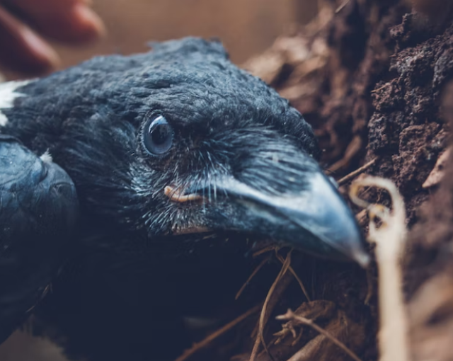 Птица стала жертвой неизвестных садистов в Мурманске