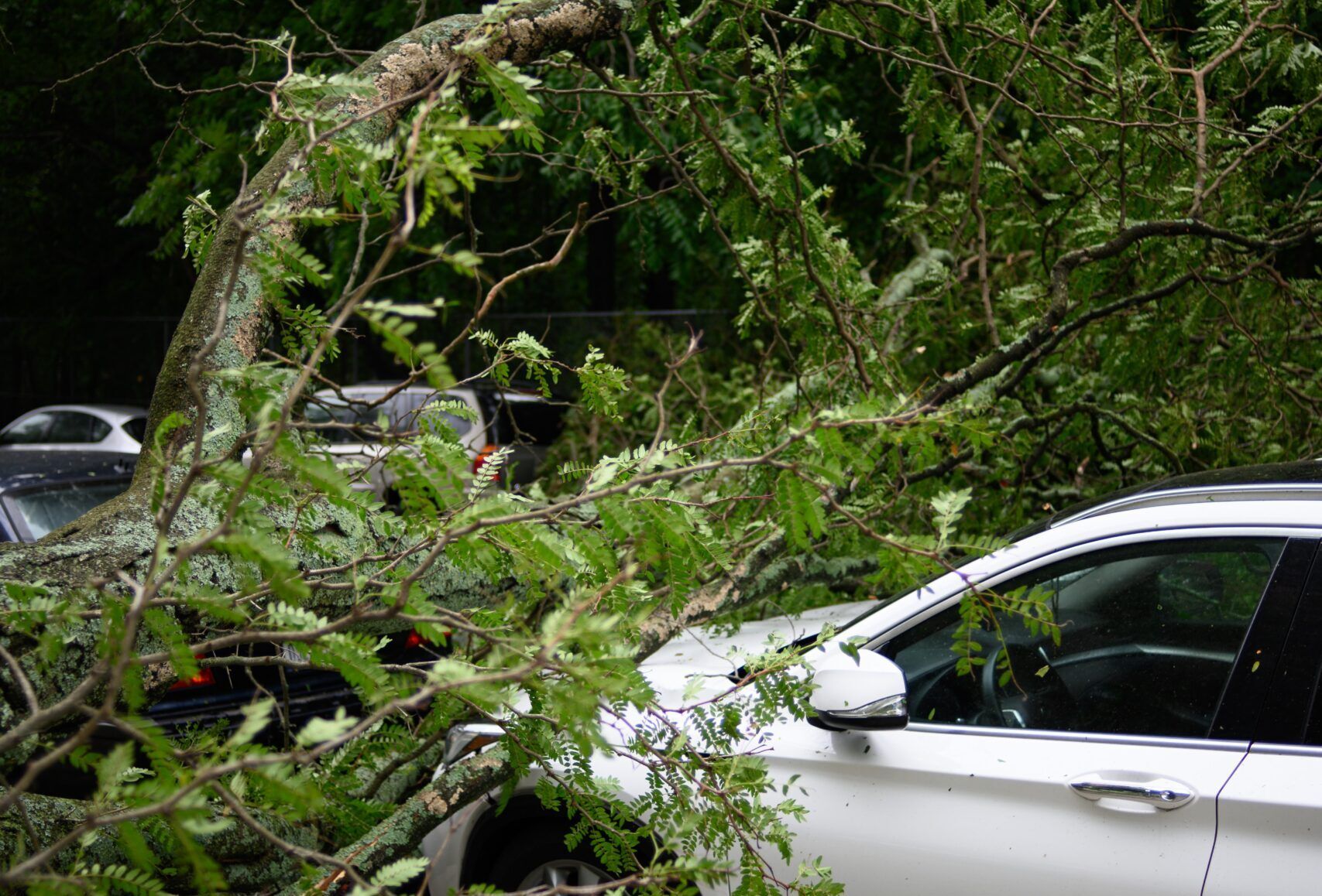 В Калининградской области ночью из-за урагана на дороги упало 63 дерева