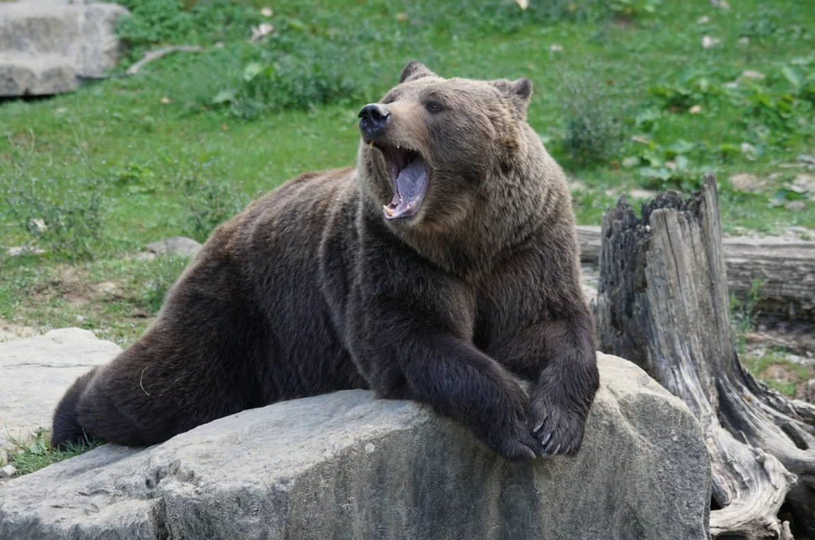 Медведь съел собаку недалеко от воинской части в Североморске-3