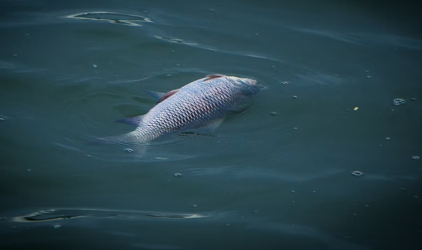 Рыба массово гибнет в нескольких калининградских водоёмах