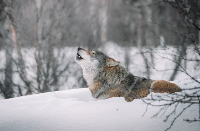 Волки приходят в Кандалакшский заповедник для мышкования со стороны Карелии