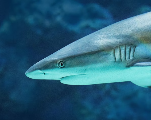 Северянин поймал метровую акулу на удочку в Кандалакшском заливе