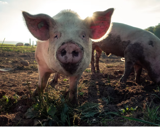 Продовольственная катастрофа грозит Калининградской области из-за африканской чумы свиней