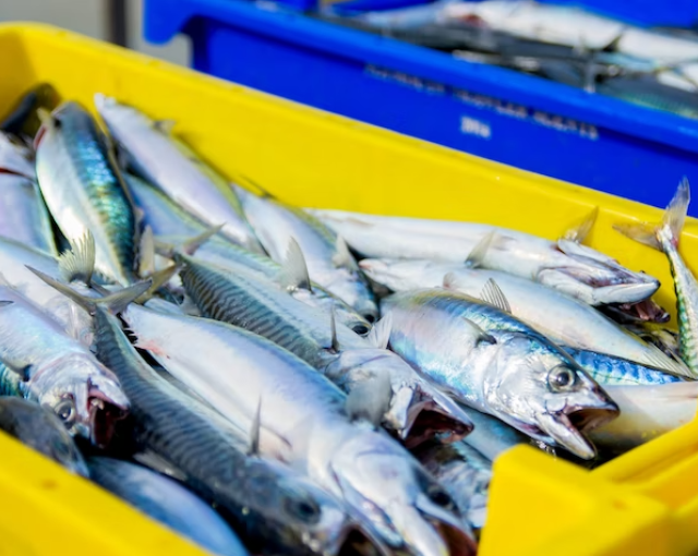 Рыбфабрики в Мурманске испытывают проблемы с загрузкой из-за нехватки сырья