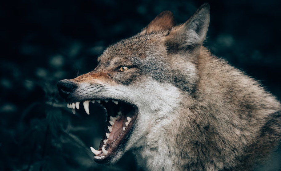 Уничтожен волк, гулявший по улицам Северодвинска