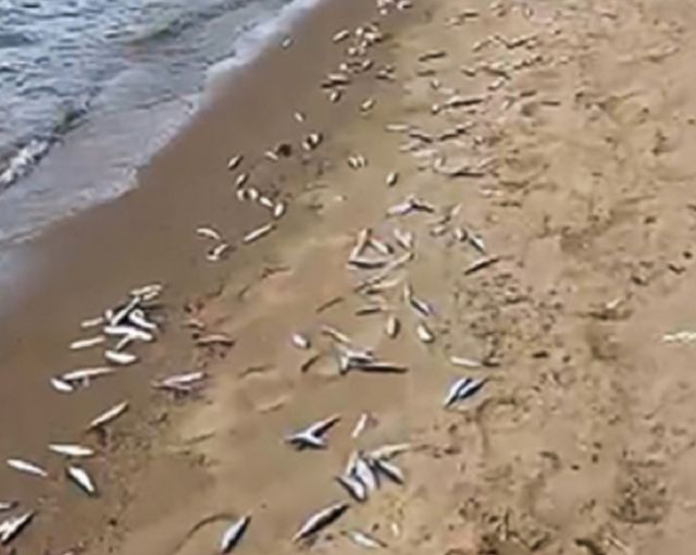 После массовой гибели ряпушки в озере Карелии проводится проверка