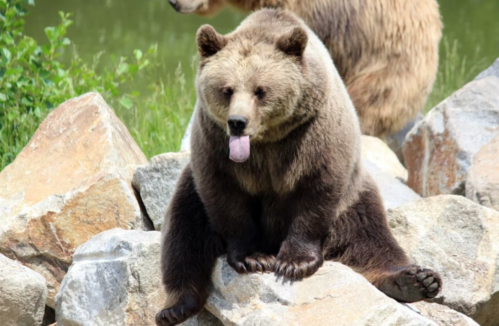 Жителям Мурманской области сообщили о возможных встречах с бродячими медведями