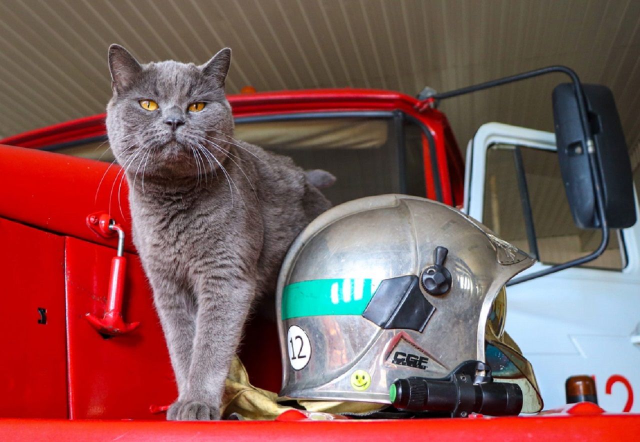В Сыктывкаре поздравили кота — пожарного с праздником