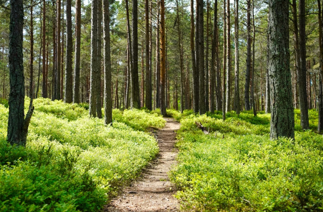Запрет на посещение лесов в Мурманской области продлили до 4 июля
