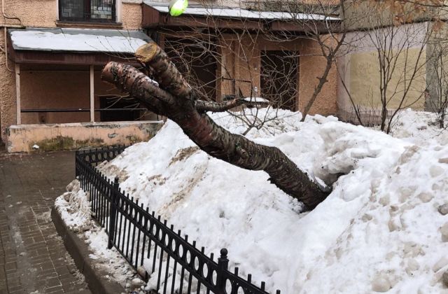 Коммунальщики держат марку и завалили газоны грязным снегом к «радости» петербуржцев