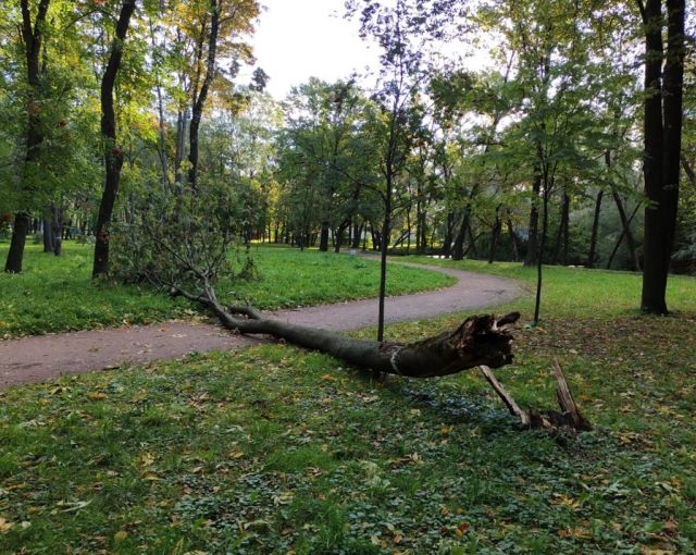 В Петербурге штормовой ветер повалил 61 дерево