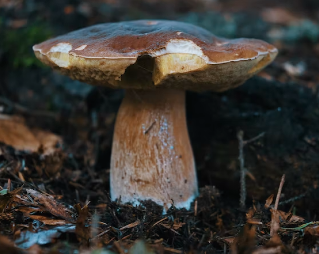 Белый гриб весом 600 граммов найден в лесу под Калининградом