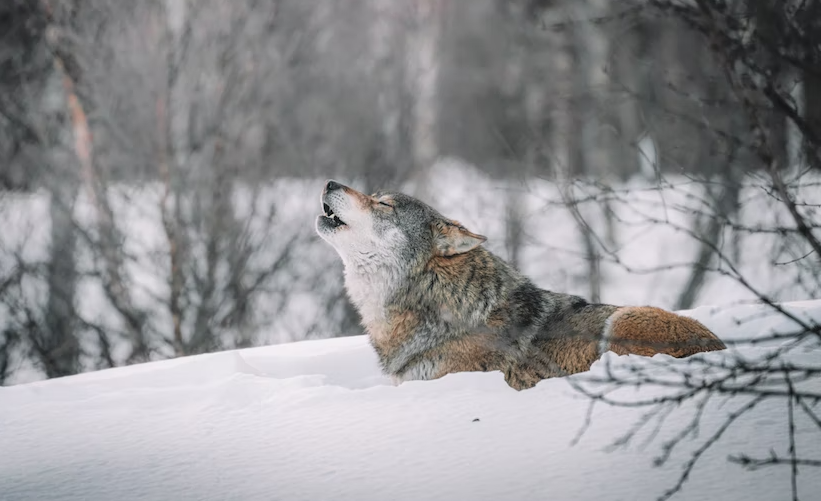 Волки приходят в Кандалакшский заповедник для мышкования со стороны Карелии