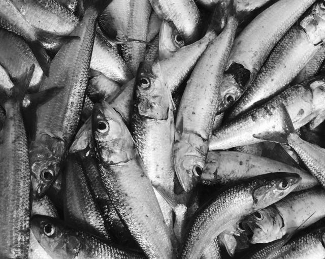 Из Новгородской области в Германию отправили более 370 тонн рыбопродукции
