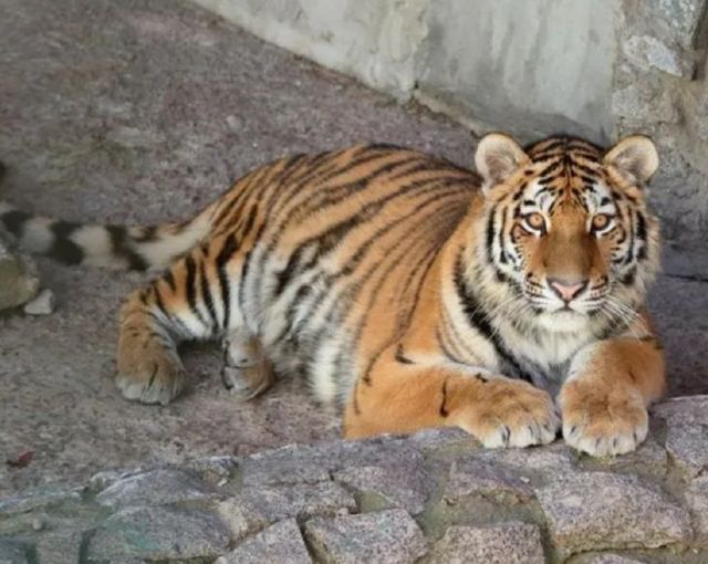 В Ленинградском зоопарке поселилась тигрица Виола