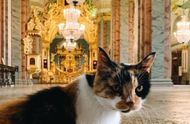 Умерла главная хранительница Петропавловской крепости кошка Капитолина
