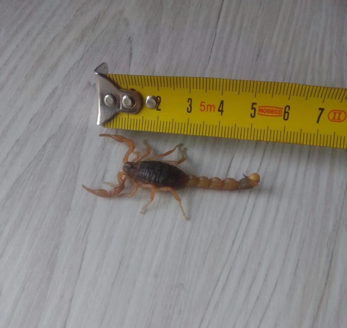 Жительница Калининграда нашла в картошке из магазина скорпиона