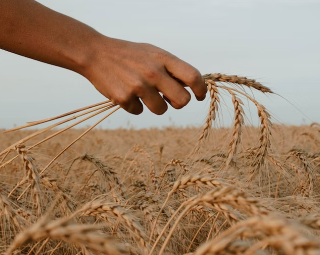 Токсичную пшеницу нашли в Гвардейском и Багратионовском районах