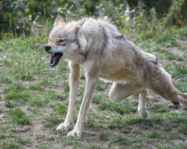 Волк в Оленегорске нападает на собак