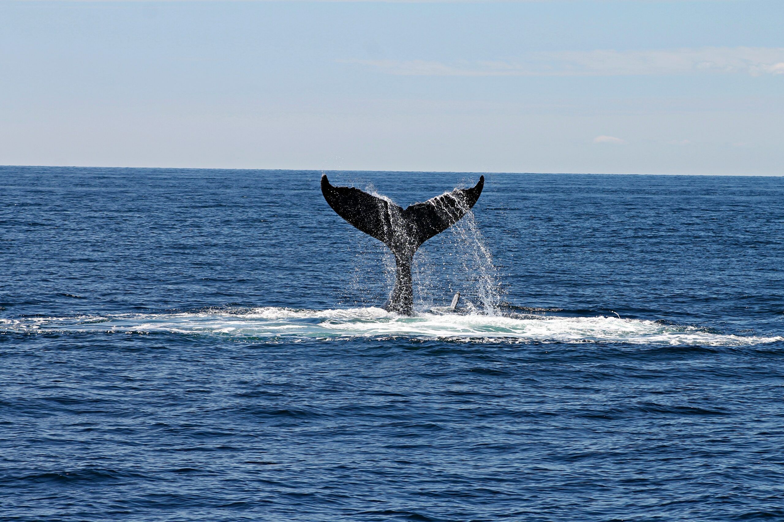Мурманские рыбаки запечатлели горбатых китов