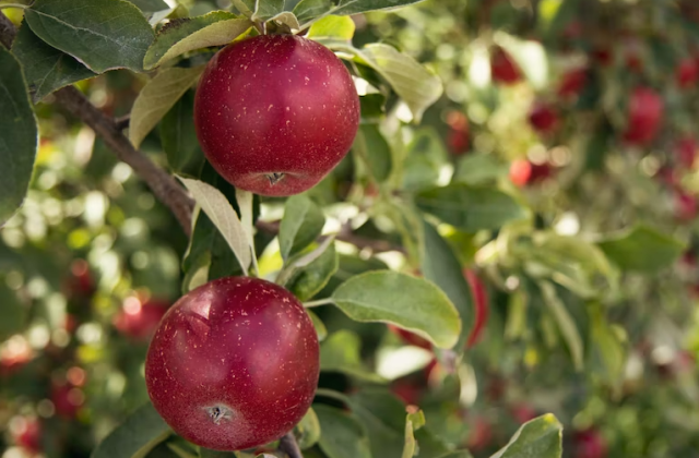 Сорт яблони из Архангельска включат в коллекцию генетических ресурсов