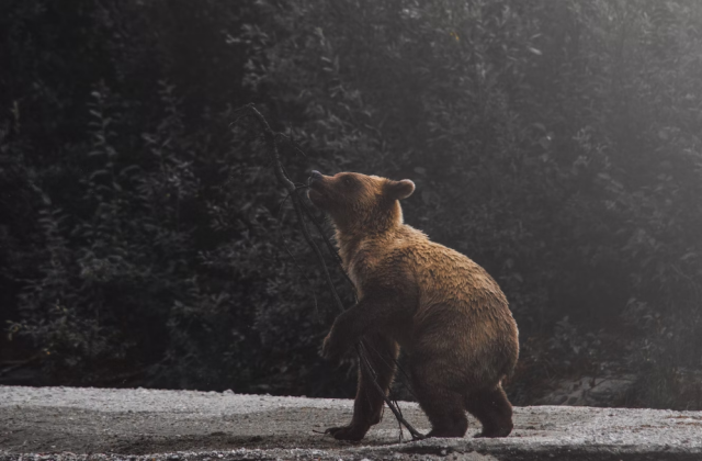 Медведь забрёл на окраину Апатитов