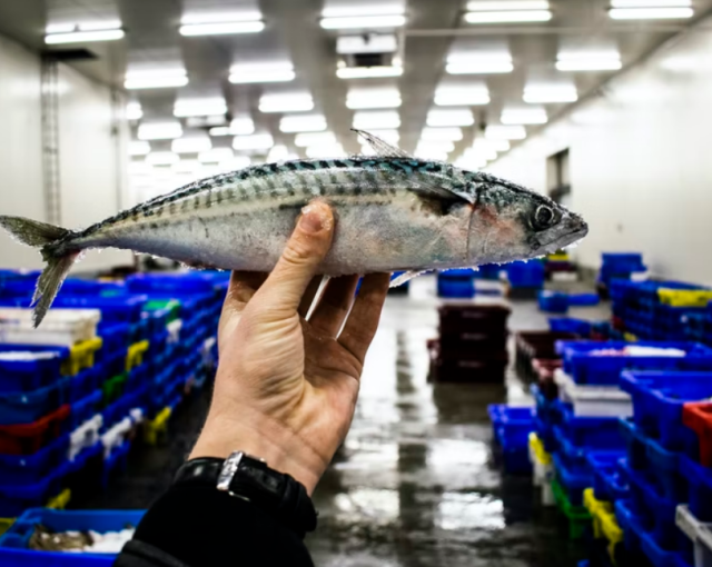 Производители рыбных консервов из Калининграда просят господдержки