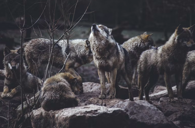 Нападение стаи волков в Мурманской области на рыбака прокомментировали в Минприроды