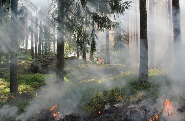 Школьники потушили очаг возгорания сухой травы в Северодвинске