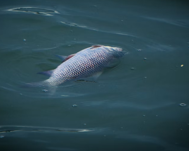 Рыба массово гибнет в нескольких калининградских водоёмах