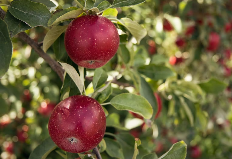 Сорт яблони из Архангельска включат в коллекцию генетических ресурсов