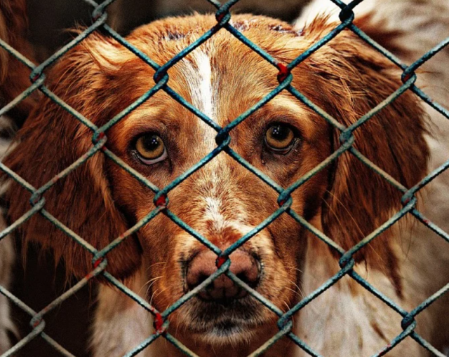 Хозяйка калининградского приюта для собак после отключения тепла и воды попала в реанимацию